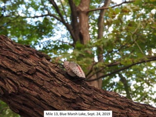Mile 13, Blue Marsh Lake, Sept. 24, 2019
 
