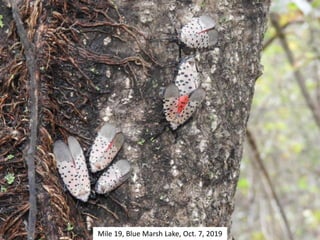 Mile 19, Blue Marsh Lake, Oct. 7, 2019
 