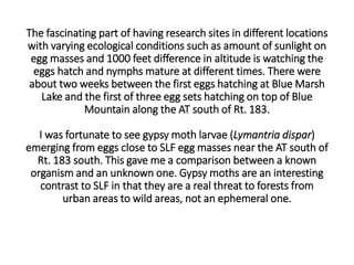 The fascinating part of having research sites in different locations
with varying ecological conditions such as amount of sunlight on
egg masses and 1000 feet difference in altitude is watching the
eggs hatch and nymphs mature at different times. There were
about two weeks between the first eggs hatching at Blue Marsh
Lake and the first of three egg sets hatching on top of Blue
Mountain along the AT south of Rt. 183.
I was fortunate to see gypsy moth larvae (Lymantria dispar)
emerging from eggs close to SLF egg masses near the AT south of
Rt. 183 south. This gave me a comparison between a known
organism and an unknown one. Gypsy moths are an interesting
contrast to SLF in that they are a real threat to forests from
urban areas to wild areas, not an ephemeral one.
 