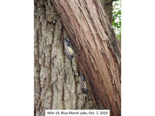 Mile 19, Blue Marsh Lake, Oct. 7, 2019
 