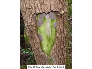 Mile 19, Blue Marsh Lake, Oct. 7, 2019
 