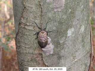 AT Rt. 183 south, Oct. 29, 2019
 
