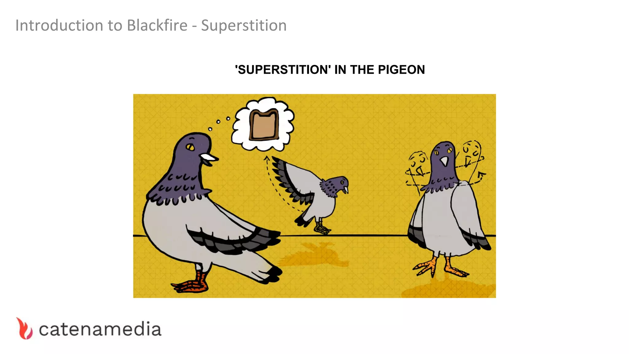 Introduction to Blackfire - Superstition
'SUPERSTITION' IN THE PIGEON
 