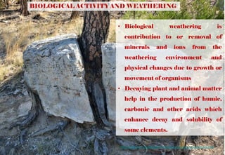 https://epod.usra.edu/blog/2012/10/juniper-pine-and-rock-weathering.html
BIOLOGICAL ACTIVITY AND WEATHERING
• Biological weathering is
contribution to or removal of
minerals and ions from the
weathering environment and
physical changes due to growth or
movement of organisms
• Decaying plant and animal matter
help in the production of humic,
carbonic and other acids which
enhance decay and solubility of
some elements.
 