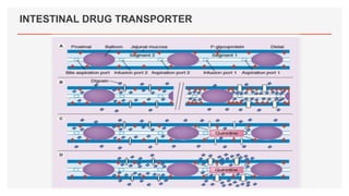 INTESTINAL DRUG TRANSPORTER
 