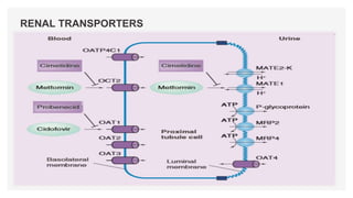 RENAL TRANSPORTERS
 