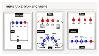 MEMBRANE TRANSPORTERS
 