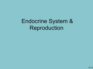 Endocrine System &
  Reproduction




                     20-18
 