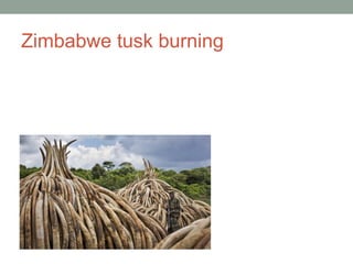 Zimbabwe tusk burning
 