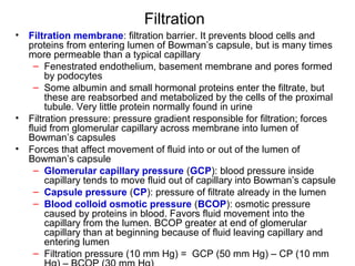 Filtration
•   Filtration membrane: filtration barrier. It prevents blood cells and
    proteins from entering lumen of Bowman’s capsule, but is many times
    more permeable than a typical capillary
      – Fenestrated endothelium, basement membrane and pores formed
         by podocytes
      – Some albumin and small hormonal proteins enter the filtrate, but
         these are reabsorbed and metabolized by the cells of the proximal
         tubule. Very little protein normally found in urine
•   Filtration pressure: pressure gradient responsible for filtration; forces
    fluid from glomerular capillary across membrane into lumen of
    Bowman’s capsules
•   Forces that affect movement of fluid into or out of the lumen of
    Bowman’s capsule
      – Glomerular capillary pressure (GCP): blood pressure inside
         capillary tends to move fluid out of capillary into Bowman’s capsule
      – Capsule pressure (CP): pressure of filtrate already in the lumen
      – Blood colloid osmotic pressure (BCOP): osmotic pressure
         caused by proteins in blood. Favors fluid movement into the
         capillary from the lumen. BCOP greater at end of glomerular
         capillary than at beginning because of fluid leaving capillary and
         entering lumen
      – Filtration pressure (10 mm Hg) = GCP (50 mm Hg) – CP (10 mm
 