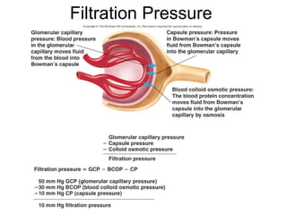 Filtration Pressure
 