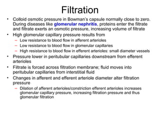 Filtration
•   Colloid osmotic pressure in Bowman’s capsule normally close to zero.
    During diseases like glomerular nephritis, proteins enter the filtrate
    and filtrate exerts an osmotic pressure, increasing volume of filtrate
•   High glomerular capillary pressure results from
     – Low resistance to blood flow in afferent arterioles
     – Low resistance to blood flow in glomerular capillaries
     – High resistance to blood flow in efferent arterioles: small diameter vessels
•   Pressure lower in peritubular capillaries downstream from efferent
    arterioles
•   Filtrate is forced across filtration membrane; fluid moves into
    peritubular capillaries from interstitial fluid
•   Changes in afferent and efferent arteriole diameter alter filtration
    pressure
     – Dilation of afferent arterioles/constriction efferent arterioles increases
       glomerular capillary pressure, increasing filtration pressure and thus
       glomerular filtration
 