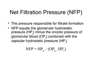Net Filtration Pressure (NFP)
• The pressure responsible for filtrate formation
• NFP equals the glomerular hydrostatic
  pressure (HPg) minus the oncotic pressure of
  glomerular blood (OPg) combined with the
  capsular hydrostatic pressure (HPc)

           NFP = HPg – (OPg + HPc)
 