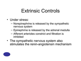 Extrinsic Controls
• Under stress:
  – Norepinephrine is released by the sympathetic
    nervous system
  – Epinephrine is released by the adrenal medulla
  – Afferent arterioles constrict and filtration is
    inhibited
• The sympathetic nervous system also
  stimulates the renin-angiotensin mechanism
 