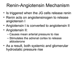 Renin-Angiotensin Mechanism
• Is triggered when the JG cells release renin
• Renin acts on angiotensinogen to release
  angiotensin I
• Angiotensin I is converted to angiotensin II
• Angiotensin II:
  – Causes mean arterial pressure to rise
  – Stimulates the adrenal cortex to release
    aldosterone
• As a result, both systemic and glomerular
  hydrostatic pressure rise
 