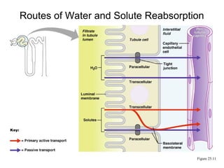 Routes of Water and Solute Reabsorption




                                     Figure 25.11
 
