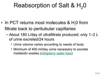 Reabsorption of Salt & H20

• In PCT returns most molecules & H20 from
  filtrate back to peritubular capillaries
  – About 180 L/day of ultrafiltrate produced; only 1–2 L
    of urine excreted/24 hours
    • Urine volume varies according to needs of body
    • Minimum of 400 ml/day urine necessary to excrete
      metabolic wastes (obligatory water loss)




                                                         17-31
 