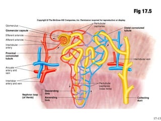 Fig 17.5




           17-13
 