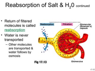 Reabsorption of Salt & H20 continued

• Return of filtered
  molecules is called
  reabsorption
• Water is never
  transported
  – Other molecules
    are transported &
    water follows by
    osmosis
                        Fig 17.13

                                         17-32
 