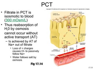 PCT
• Filtrate in PCT is
  isosmotic to blood
  (300 mOsm/L)
• Thus reabsorption of
  H20 by osmosis
  cannot occur without
  active transport (AT)
  – Is achieved by AT of
    Na+ out of filtrate
     • Loss of + charges
       causes Cl- to passively
       follow Na+
     • Water follows salt by
       osmosis
                      Fig 17.14
                                       17-33
 