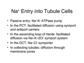 Na+ Entry into Tubule Cells
• Passive entry: Na+-K+ ATPase pump
• In the PCT: facilitated diffusion using symport
  and antiport carriers
• In the ascending loop of Henle: facilitated
  diffusion via Na+-K+-2Cl− symport system
• In the DCT: Na+-Cl– symporter
• In collecting tubules: diffusion through
  membrane pores
 