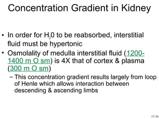 Concentration Gradient in Kidney

• In order for H20 to be reabsorbed, interstitial
  fluid must be hypertonic
• Osmolality of medulla interstitial fluid (1200-
  1400 m O sm) is 4X that of cortex & plasma
  (300 m O sm)
  – This concentration gradient results largely from loop
    of Henle which allows interaction between
    descending & ascending limbs



                                                       17-36
 