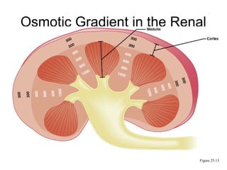 Osmotic Gradient in the Renal
          Medulla




                           Figure 25.13
 