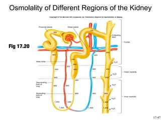 Osmolality of Different Regions of the Kidney




Fig 17.20




                                                17-47
 
