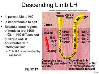 Descending Limb LH
• Is permeable to H20
• Is impermeable to salt
• Because deep regions
  of medulla are 1400
  mOsm, H20 diffuses out
  of filtrate until it
  equilibrates with
  interstitial fluid
   – This H20 is reabsorbed by
     capillaries




                  Fig 17.17
                                    17-37
 