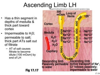 Ascending Limb LH
• Has a thin segment in
  depths of medulla &
  thick part toward
  cortex
• Impermeable to H20;
  permeable to salt;
  thick part ATs salt out
  of filtrate
   – AT of salt causes
     filtrate to become
     dilute (100 mOsm) by
     end of LH



                 Fig 17.17
                                   17-38
 