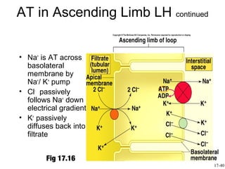 AT in Ascending Limb LH continued


• Na+ is AT across
  basolateral
  membrane by
  Na+/ K+ pump
• Cl- passively
  follows Na+ down
  electrical gradient
• K+ passively
  diffuses back into
  filtrate


        Fig 17.16
                                    17-40
 