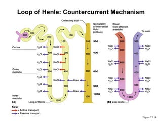 Loop of Henle: Countercurrent Mechanism




                                      Figure 25.14
 