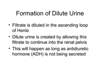 Formation of Dilute Urine
• Filtrate is diluted in the ascending loop
  of Henle
• Dilute urine is created by allowing this
  filtrate to continue into the renal pelvis
• This will happen as long as antidiuretic
  hormone (ADH) is not being secreted
 