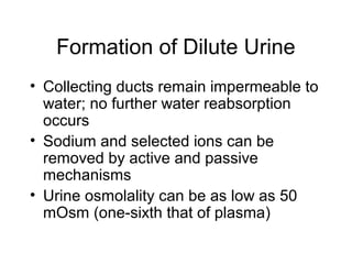 Formation of Dilute Urine
• Collecting ducts remain impermeable to
  water; no further water reabsorption
  occurs
• Sodium and selected ions can be
  removed by active and passive
  mechanisms
• Urine osmolality can be as low as 50
  mOsm (one-sixth that of plasma)
 