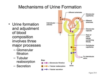 Mechanisms of Urine Formation


• Urine formation
  and adjustment
  of blood
  composition
  involves three
  major processes
  – Glomerular
    filtration
  – Tubular
    reabsorption
  – Secretion
                                     Figure 25.8
 