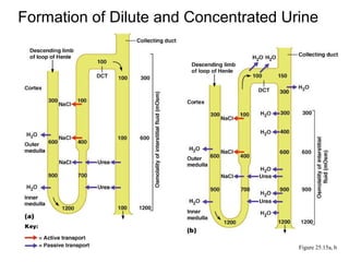 Formation of Dilute and Concentrated Urine




                                       Figure 25.15a, b
 