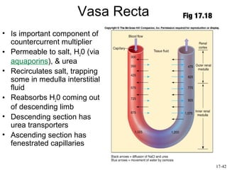 Vasa Recta   Fig 17.18

• Is important component of
  countercurrent multiplier
• Permeable to salt, H20 (via
  aquaporins), & urea
• Recirculates salt, trapping
  some in medulla interstitial
  fluid
• Reabsorbs H20 coming out
  of descending limb
• Descending section has
  urea transporters
• Ascending section has
  fenestrated capillaries

                                                17-42
 