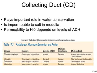 Collecting Duct (CD)

• Plays important role in water conservation
• Is impermeable to salt in medulla
• Permeability to H20 depends on levels of ADH




                                                 17-45
 