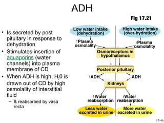 ADH
                                     Fig 17.21

• Is secreted by post
  pituitary in response to
  dehydration
• Stimulates insertion of
  aquaporins (water
  channels) into plasma
  membrane of CD
• When ADH is high, H20 is
  drawn out of CD by high
  osmolality of interstitial
  fluid
   – & reabsorbed by vasa
     recta

                                                 17-46
 