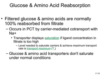 Glucose & Amino Acid Reabsorption

• Filtered glucose & amino acids are normally
  100% reabsorbed from filtrate
  – Occurs in PCT by carrier-mediated cotransport with
    Na+
    • Transporter displays saturation if ligand concentration in
      filtrate is too high
       – Level needed to saturate carriers & achieve maximum transport
         rate is transport maximum (Tm)
  – Glucose & amino acid transporters don't saturate
    under normal conditions


                                                                    17-58
 