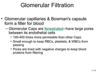 Glomerular Filtration

• Glomerular capillaries & Bowman's capsule
  form a filter for blood
  – Glomerular Caps are fenestrated--have large pores
    between its endothelial cells
    • 100-400 times more permeable than other Caps
    • Small enough to keep RBCs, platelets, & WBCs from
      passing
    • Pores are lined with negative charges to keep blood
      proteins from filtering




                                                            17-19
 