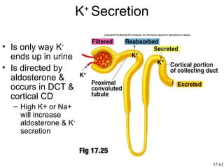 K+ Secretion

• Is only way K+
  ends up in urine
• Is directed by
  aldosterone &
  occurs in DCT &
  cortical CD
  – High K+ or Na+
    will increase
    aldosterone & K+
    secretion

                       Fig 17.25
                                      17-63
 