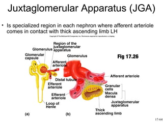 Juxtaglomerular Apparatus (JGA)
• Is specialized region in each nephron where afferent arteriole
  comes in contact with thick ascending limb LH



                                                Fig 17.26




                                                                   17-64
 