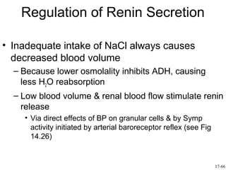 Regulation of Renin Secretion

• Inadequate intake of NaCl always causes
  decreased blood volume
  – Because lower osmolality inhibits ADH, causing
    less H2O reabsorption
  – Low blood volume & renal blood flow stimulate renin
    release
    • Via direct effects of BP on granular cells & by Symp
      activity initiated by arterial baroreceptor reflex (see Fig
      14.26)


                                                                    17-66
 