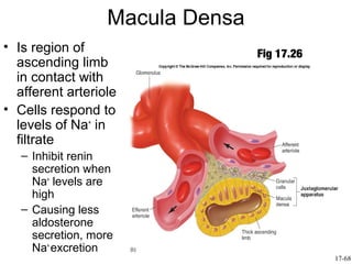Macula Densa
• Is region of                   Fig 17.26
  ascending limb
  in contact with
  afferent arteriole
• Cells respond to
  levels of Na+ in
  filtrate
   – Inhibit renin
     secretion when
     Na+ levels are
     high
   – Causing less
     aldosterone
     secretion, more
     Na+ excretion
                                             17-68
 