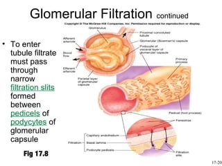 Glomerular Filtration continued

• To enter
  tubule filtrate
  must pass
  through
  narrow
  filtration slits
  formed
  between
  pedicels of
  podycytes of
  glomerular
  capsule
       Fig 17.8
                                           17-20
 