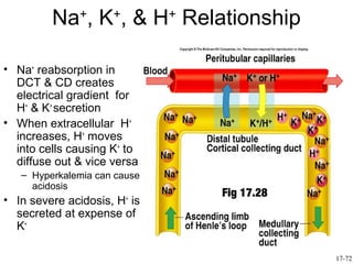 Na+, K+, & H+ Relationship

• Na+ reabsorption in
  DCT & CD creates
  electrical gradient for
  H+ & K+ secretion           Insert fig. 17.27
• When extracellular H+
  increases, H+ moves
  into cells causing K+ to
  diffuse out & vice versa
   – Hyperkalemia can cause
     acidosis
                              Fig 17.28
• In severe acidosis, H is
                        +

  secreted at expense of
  K+

                                                  17-72
 