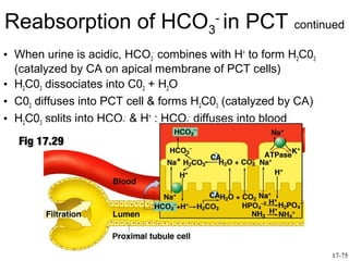Reabsorption of HCO3- in PCT continued
• When urine is acidic, HCO3- combines with H+ to form H2C03
  (catalyzed by CA on apical membrane of PCT cells)
• H2C03 dissociates into C02 + H2O
• C02 diffuses into PCT cell & forms H2C03 (catalyzed by CA)
• H2C03 splits into HCO3- & H+ ; HCO3- diffuses into blood
  Fig 17.29




                                                               17-75
 
