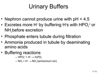 Urinary Buffers
• Nephron cannot produce urine with pH < 4.5
• Excretes more H+ by buffering H+s with HPO4-2 or
  NH3 before excretion
• Phosphate enters tubule during filtration
• Ammonia produced in tubule by deaminating
  amino acids
• Buffering reactions
       – HPO4-2 + H+ → H2PO4-
       – NH3 + H+ → NH4+ (ammonium ion)


                                                17-76
 