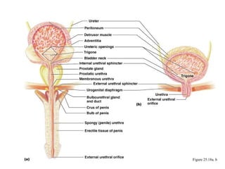 Urethra




          Figure 25.18a. b
 